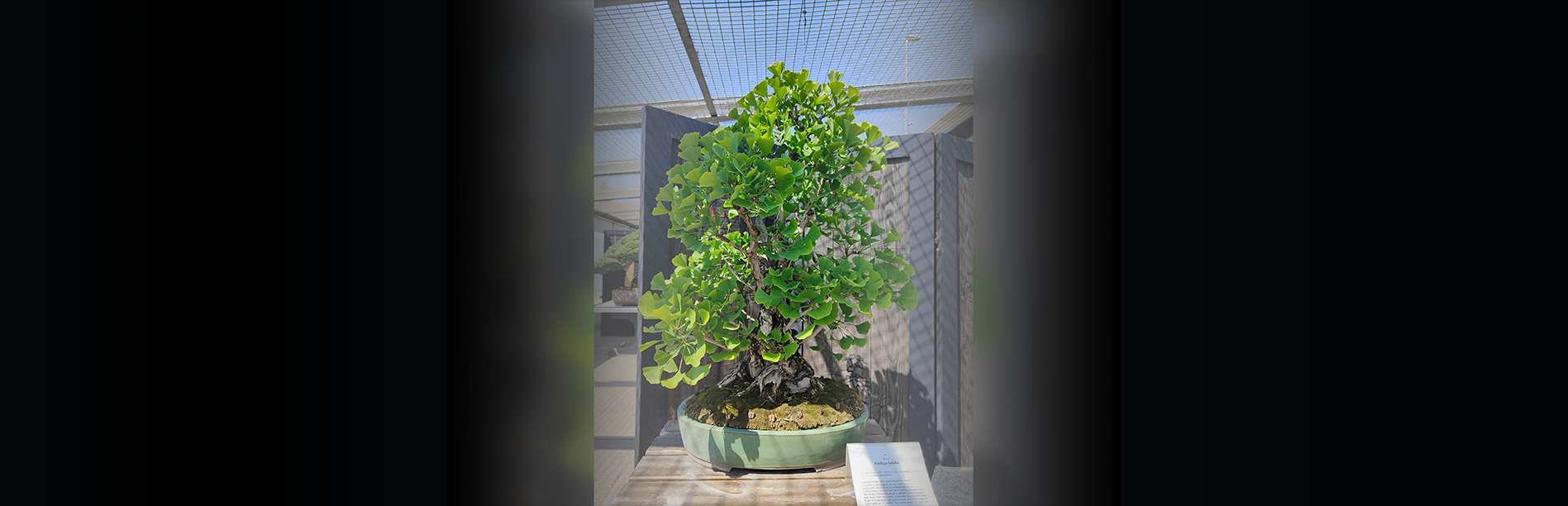 Crespi Bonsai Museum, Ginkgo Biloba